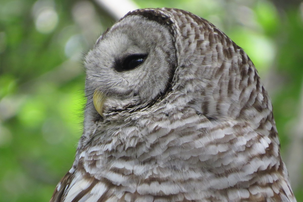 Barred Owl - ML619869338