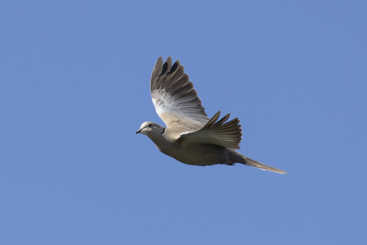 Eurasian Collared-Dove - ML619869346