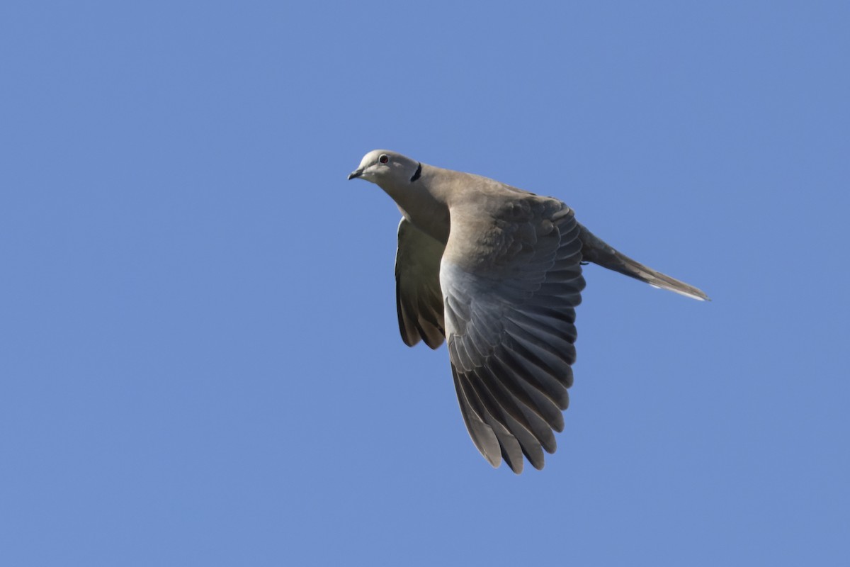 Eurasian Collared-Dove - ML619869347