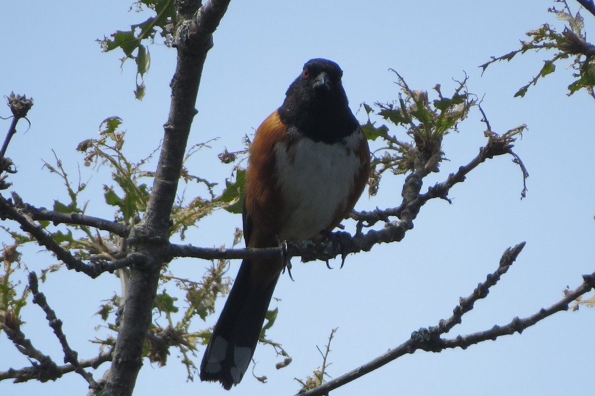 Spotted Towhee - ML619869354
