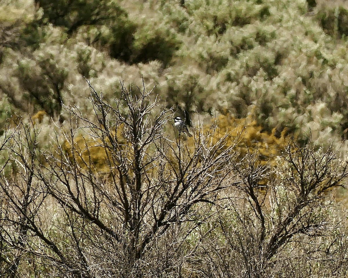 Black-throated Gray Warbler - ML619869355