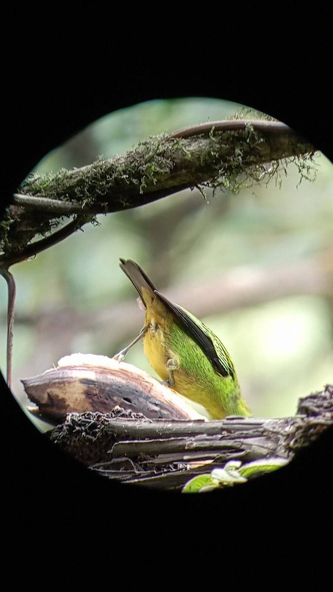 Emerald Tanager - ML619869356
