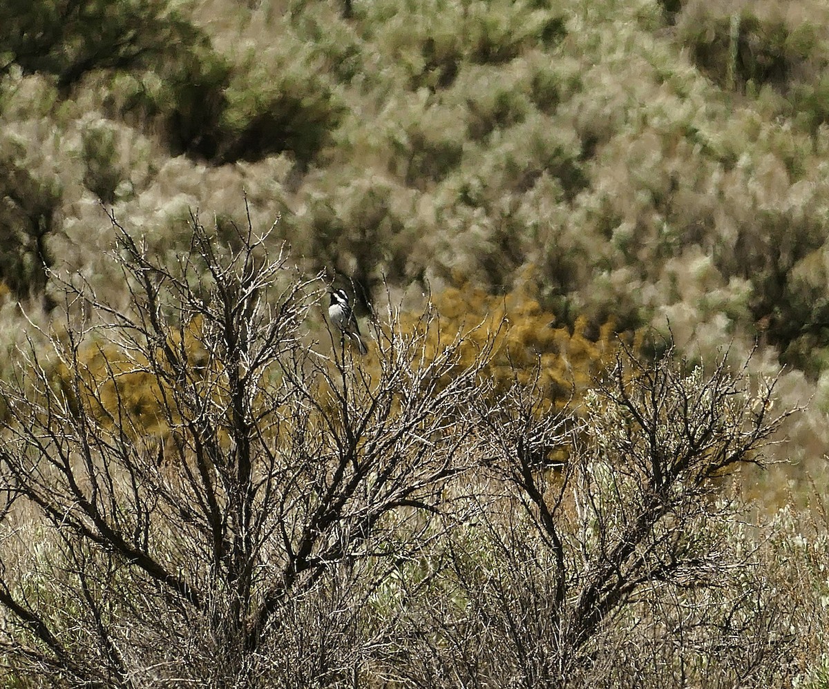 Black-throated Gray Warbler - ML619869359