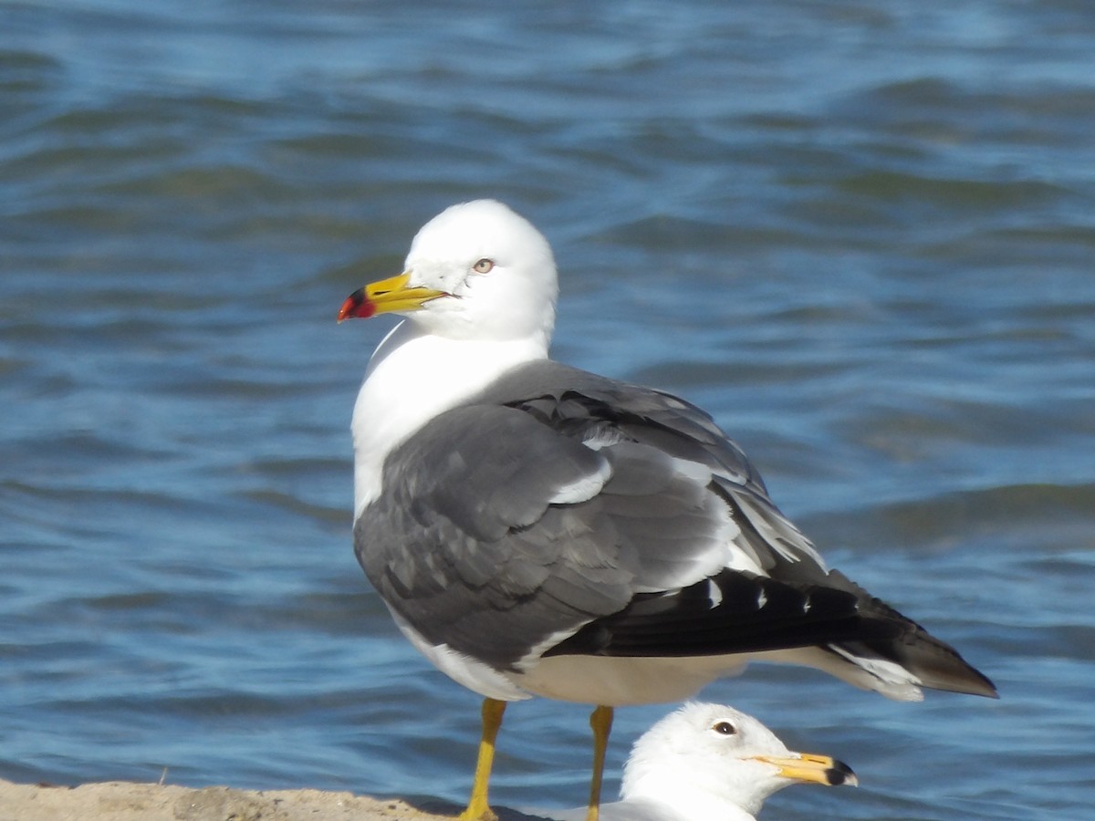 Black-tailed Gull - ML619869362