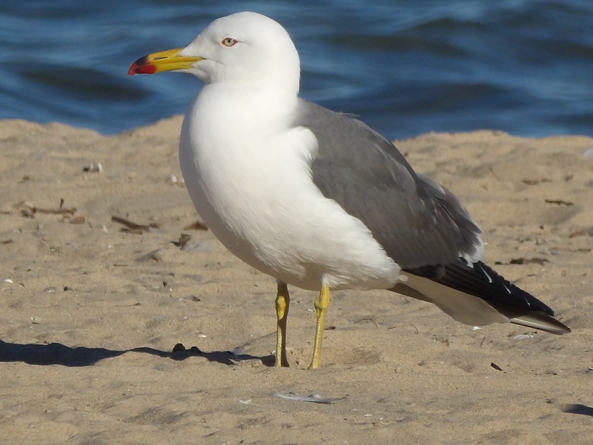 Black-tailed Gull - ML619869373