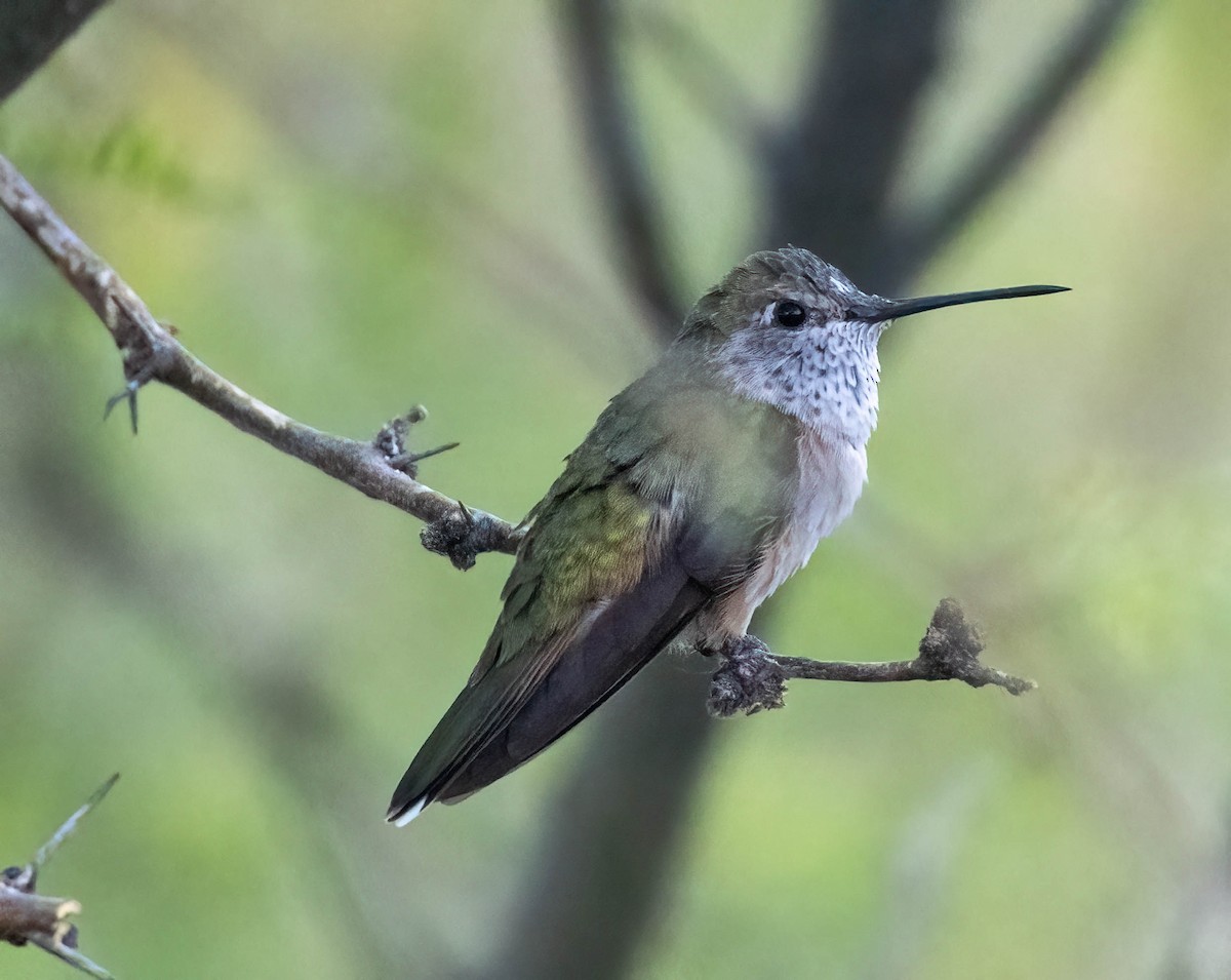Broad-tailed Hummingbird - ML619869386