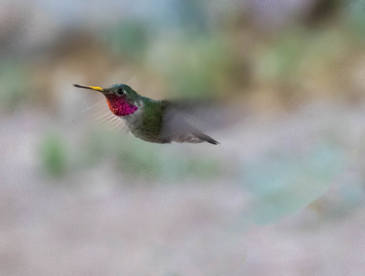 Broad-tailed Hummingbird - ML619869388