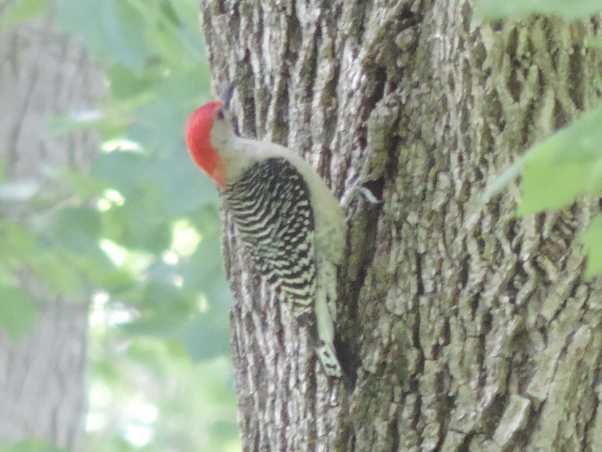 Red-bellied Woodpecker - ML619869389