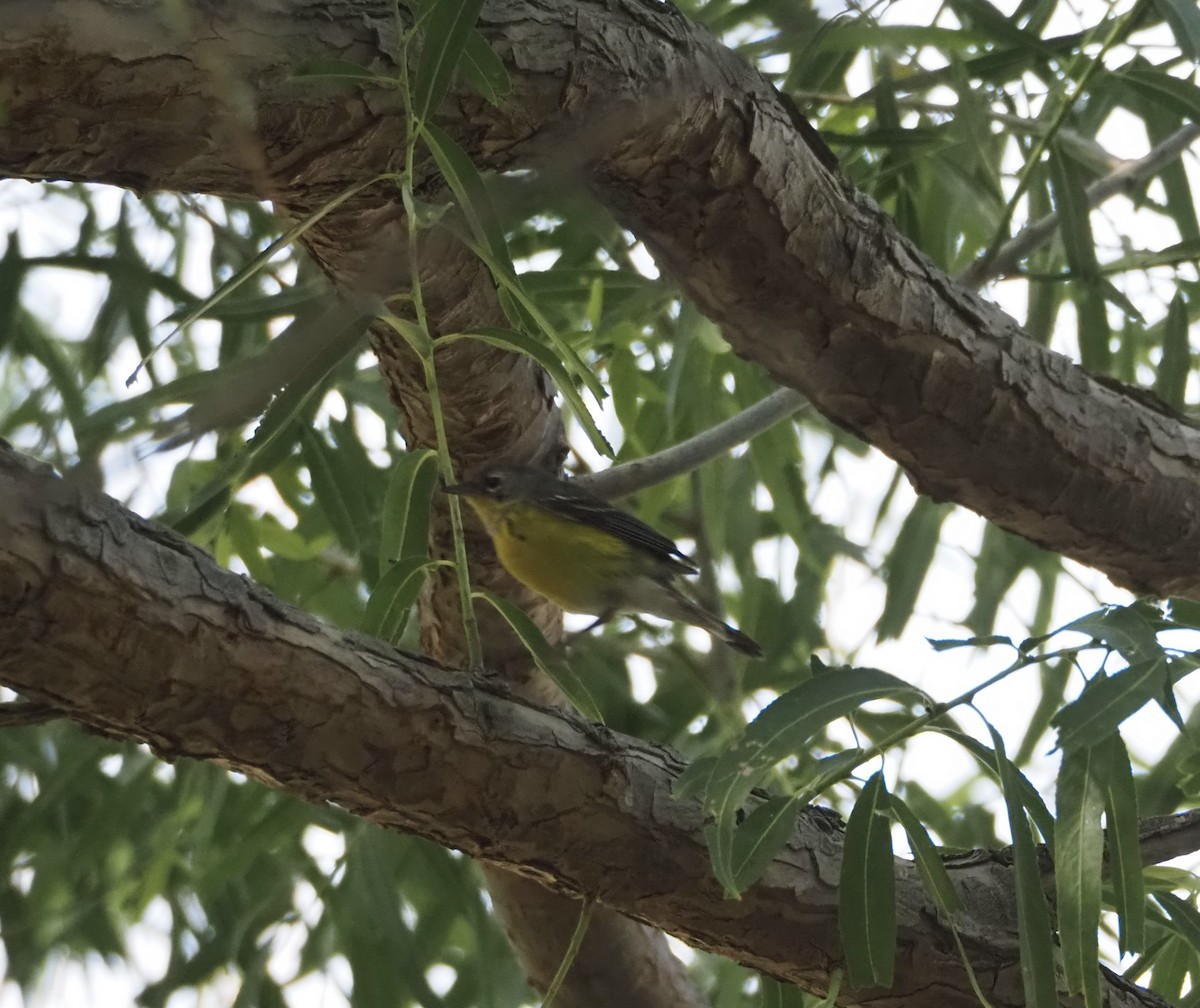 Magnolia Warbler - ML619869395