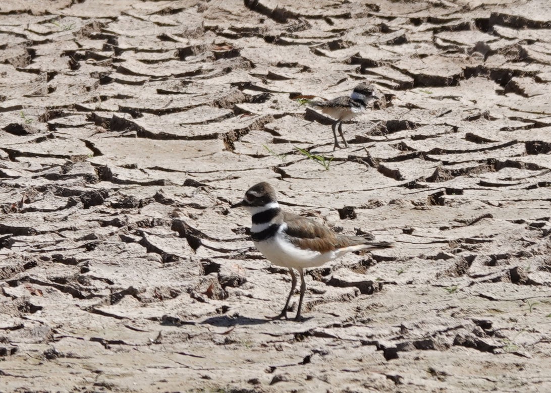 Killdeer - ML619869396