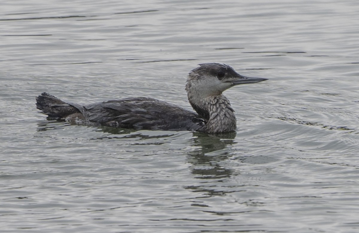 Red-throated Loon - ML619869404