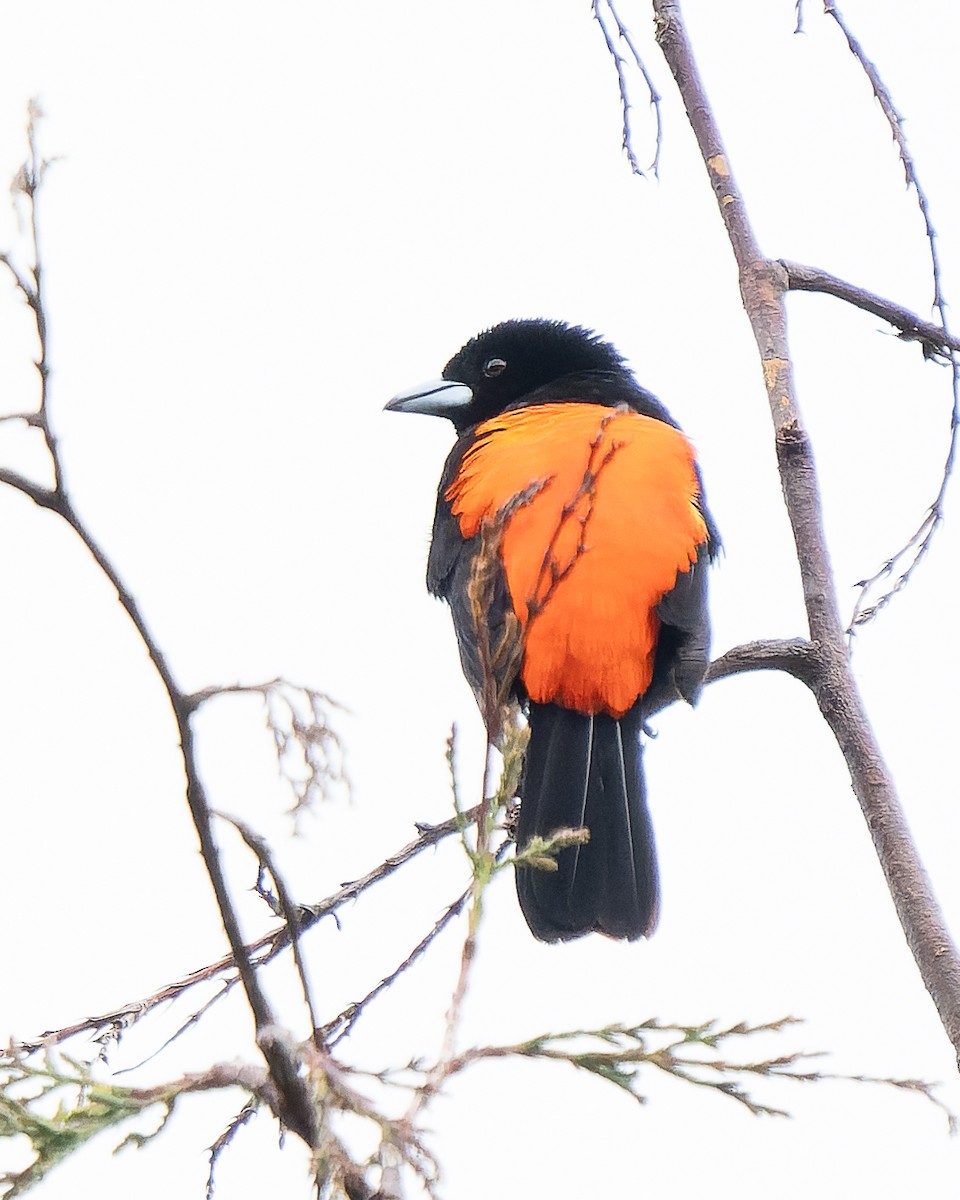 Flame-rumped Tanager - ML619869413