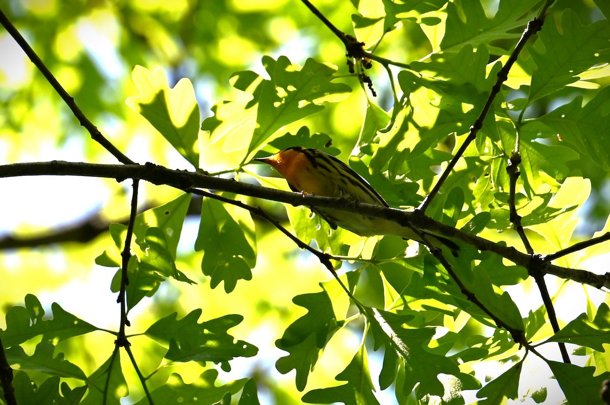 Blackburnian Warbler - ML619869430