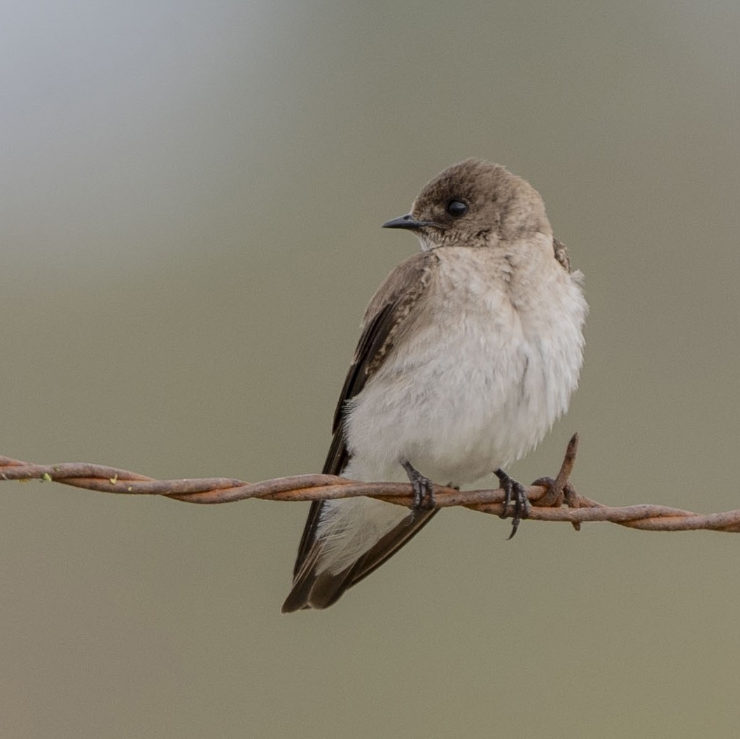 Northern Rough-winged Swallow - ML619869441