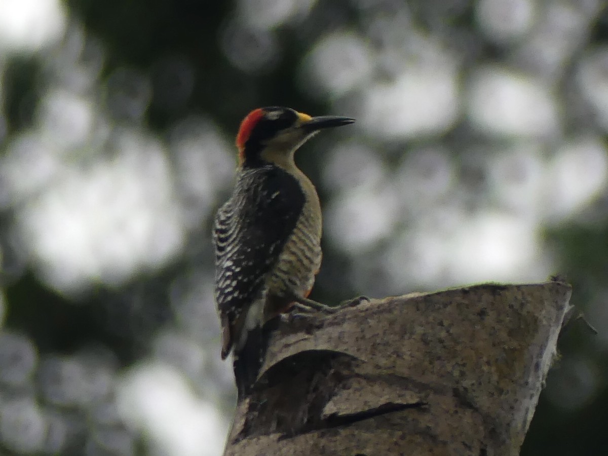 Black-cheeked Woodpecker - ML619869463