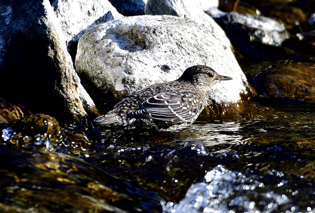 Brown Dipper - ML619869468