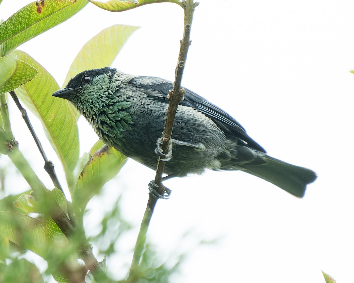 Black-capped Tanager - ML619869471