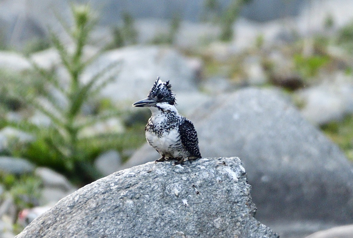 Crested Kingfisher - ML619869473