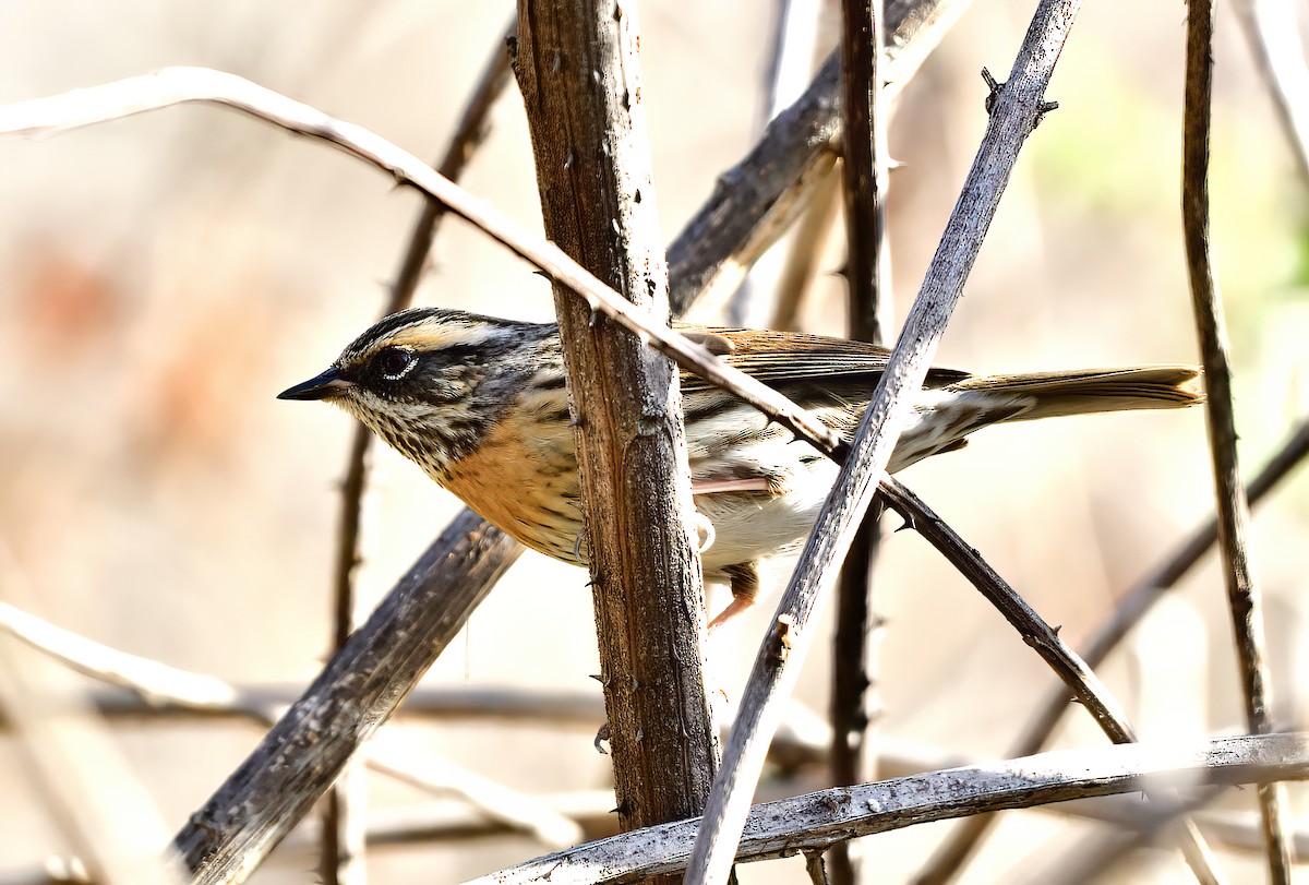Rufous-breasted Accentor - ML619869477