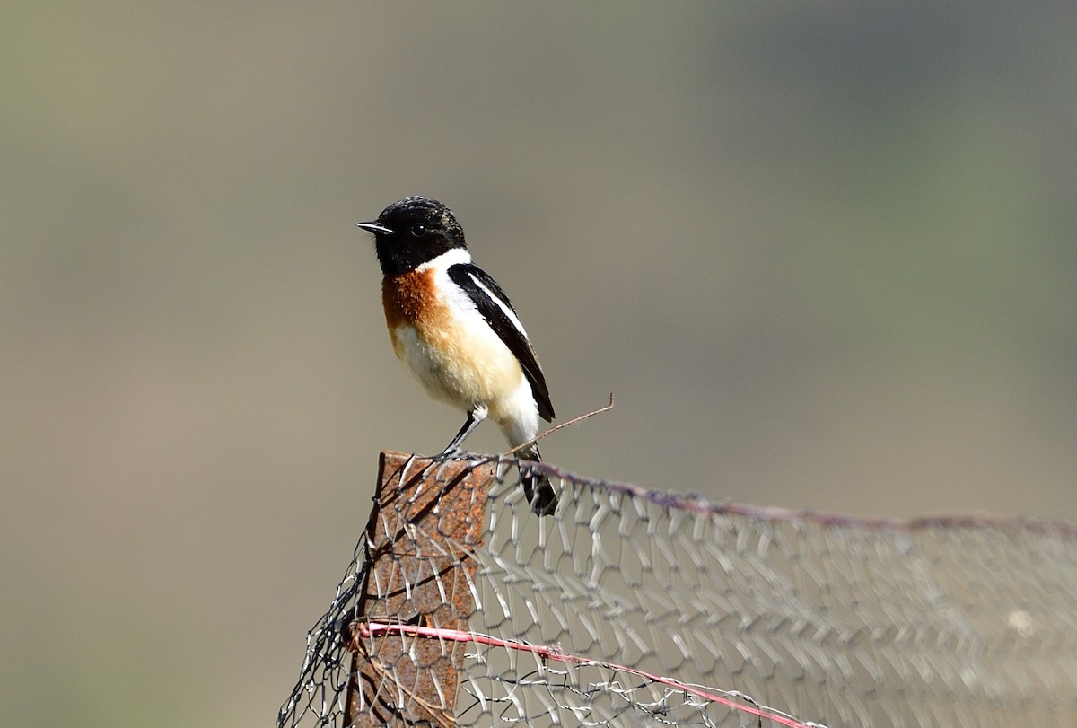 Siberian Stonechat - ML619869492