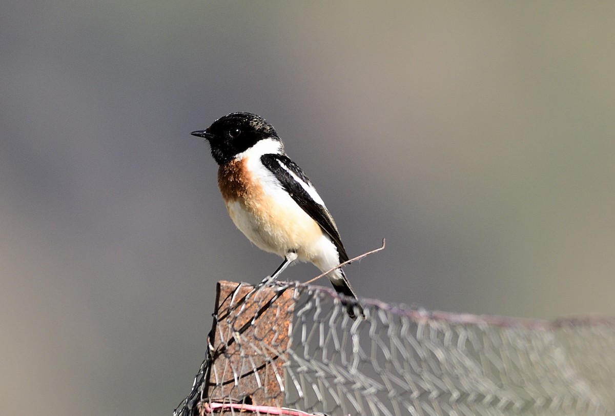 Siberian Stonechat - ML619869493