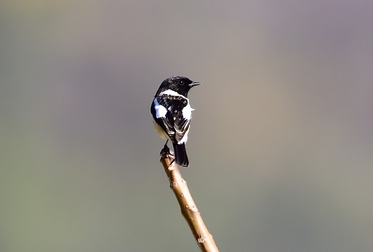 Siberian Stonechat - ML619869494