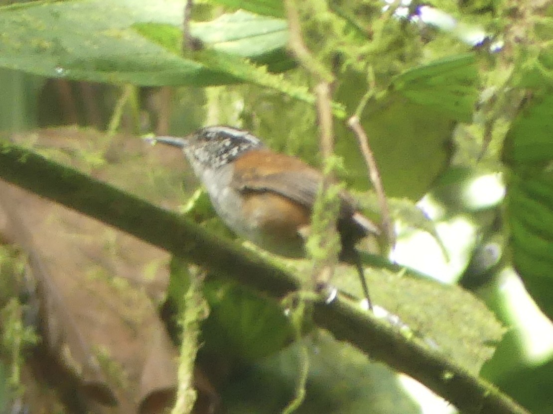 Gray-breasted Wood-Wren (Andean) - ML619869501