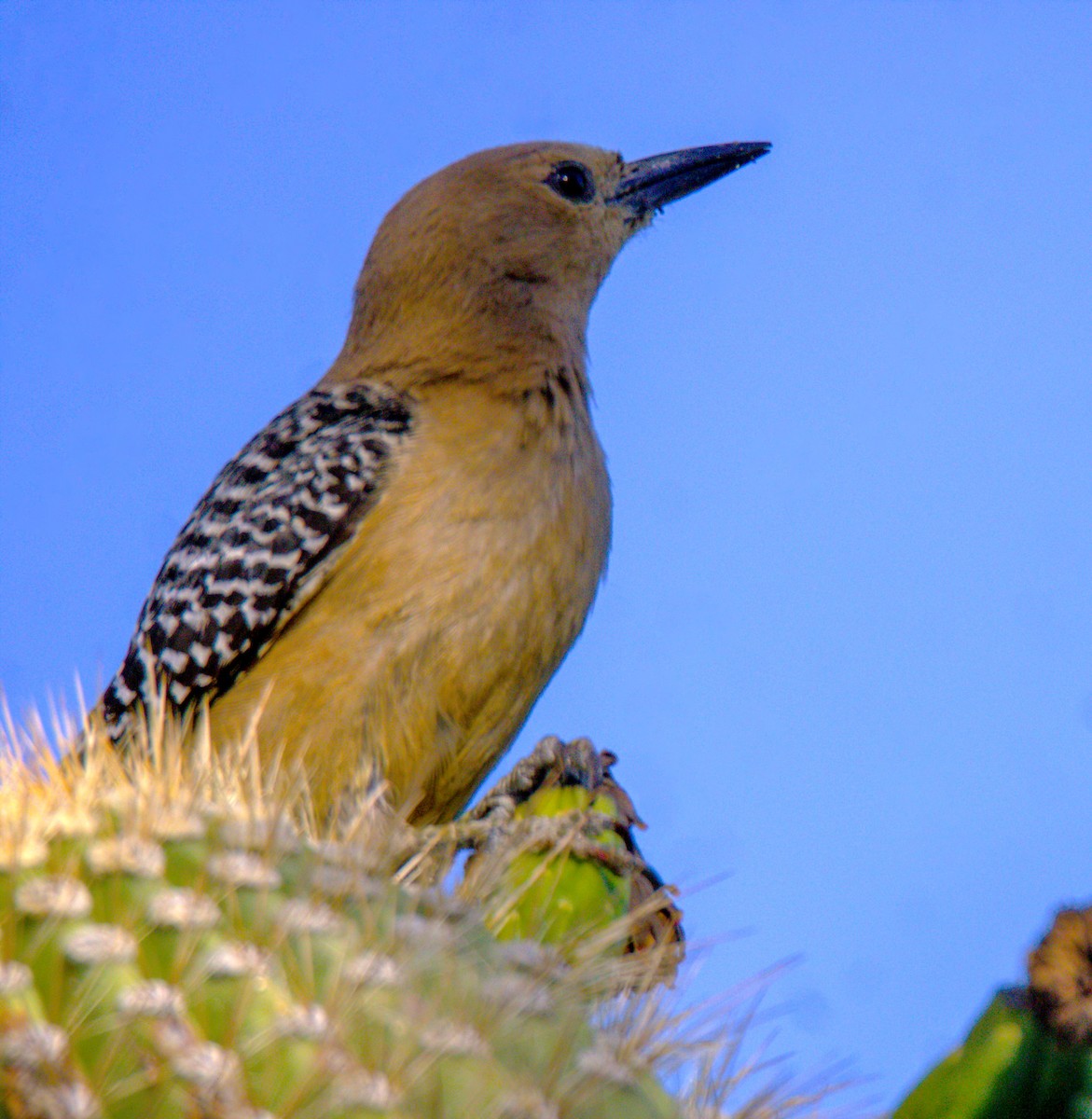 Gila Woodpecker - ML619869506
