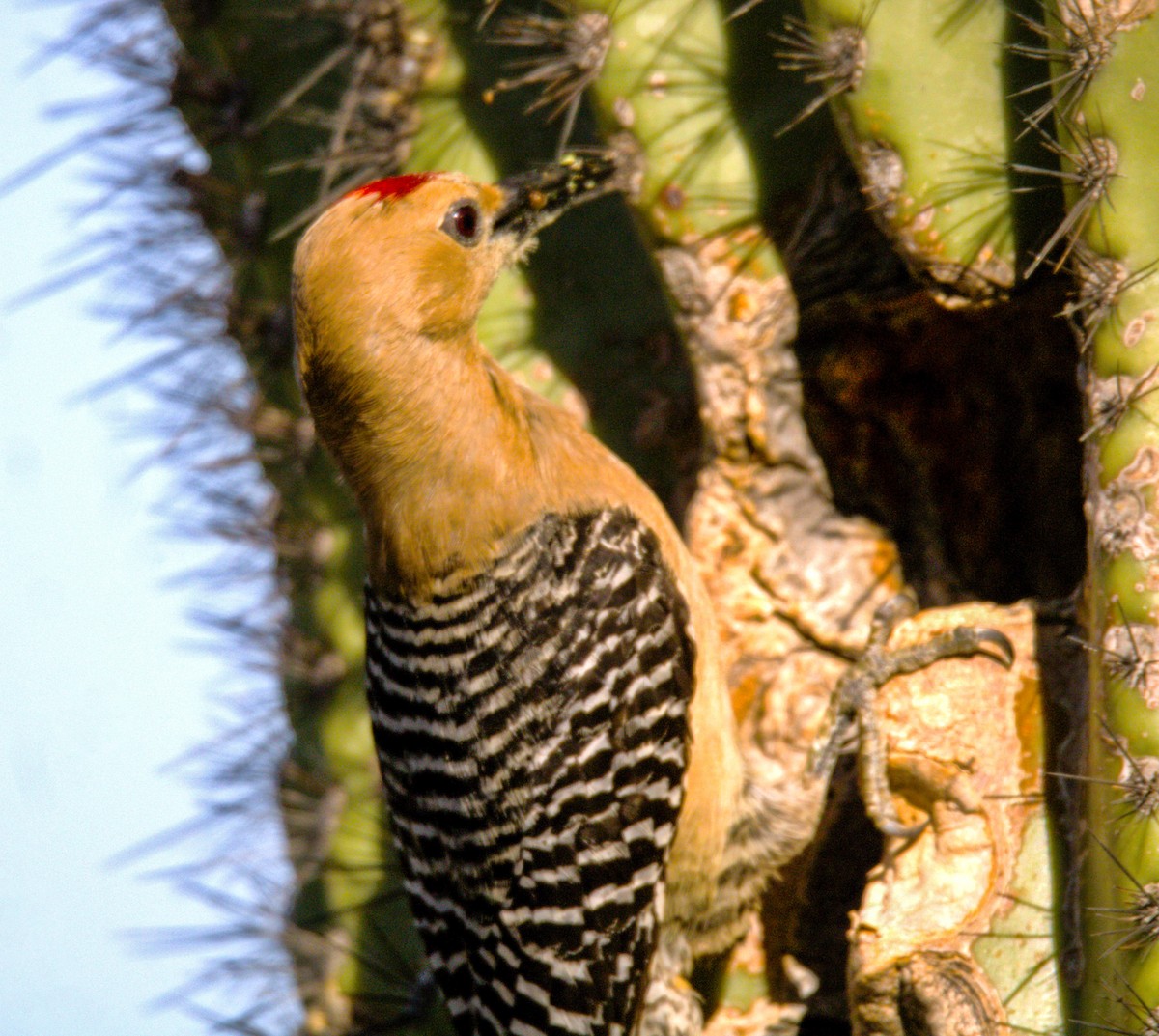 Gila Woodpecker - ML619869508