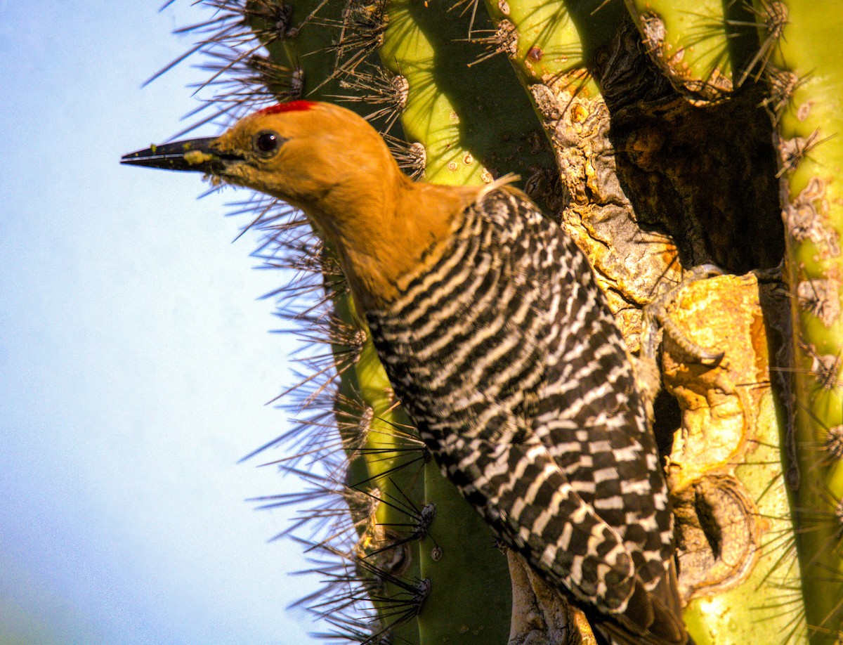 Gila Woodpecker - ML619869509