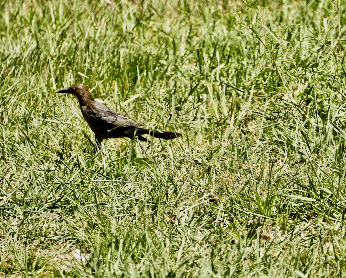 Great-tailed Grackle - ML619869510