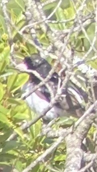 Rose-breasted Grosbeak - ML619869514