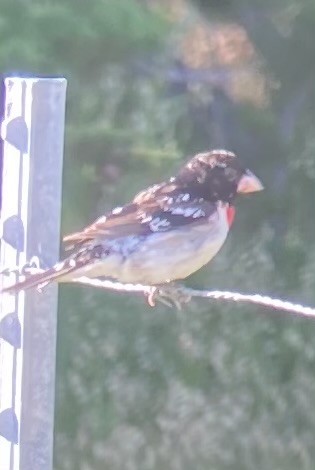 Cardinal à poitrine rose - ML619869515