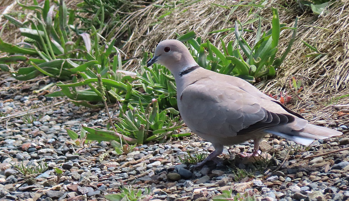 Eurasian Collared-Dove - ML619869516