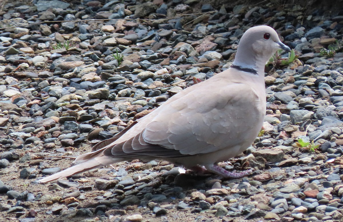 Eurasian Collared-Dove - ML619869518
