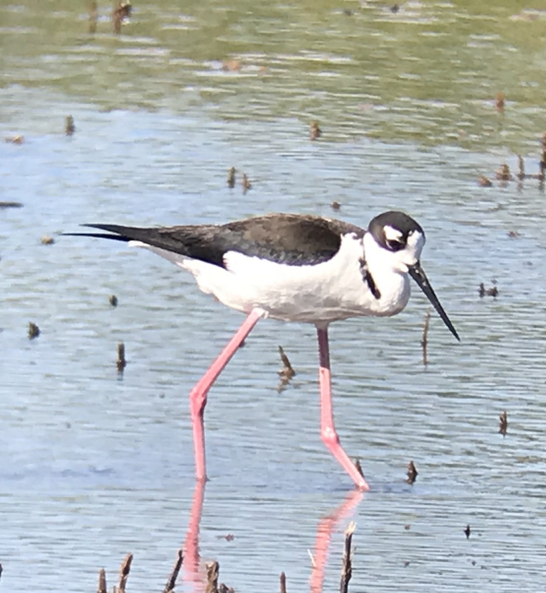 Cigüeñuela Cuellinegra - ML619869520