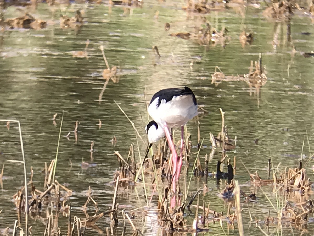 Black-necked Stilt - ML619869523