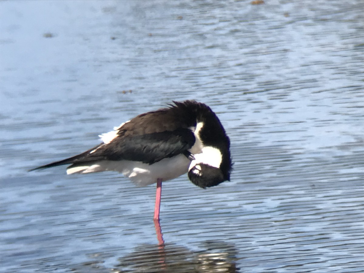 Black-necked Stilt - ML619869525