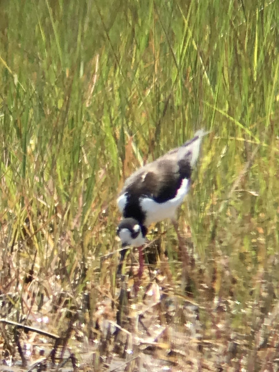 Black-necked Stilt - ML619869528