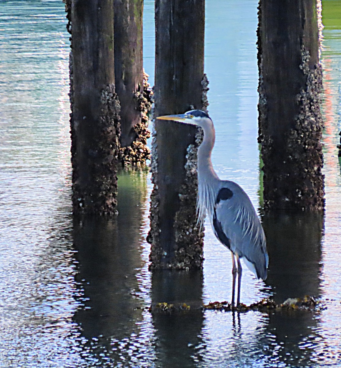 Great Blue Heron - ML619869543