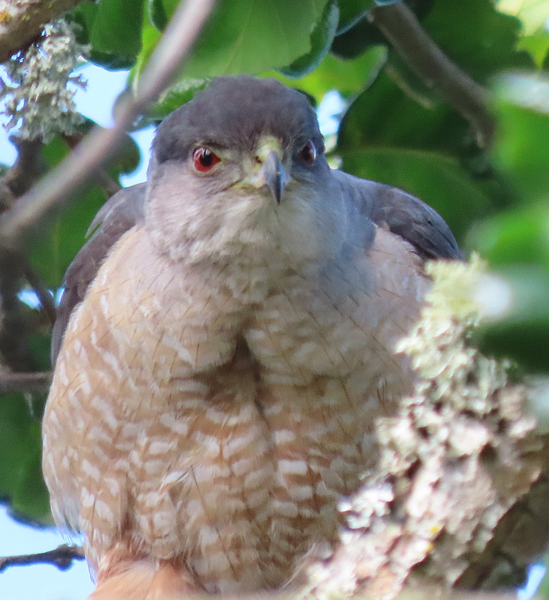 Cooper's Hawk - ML619869548