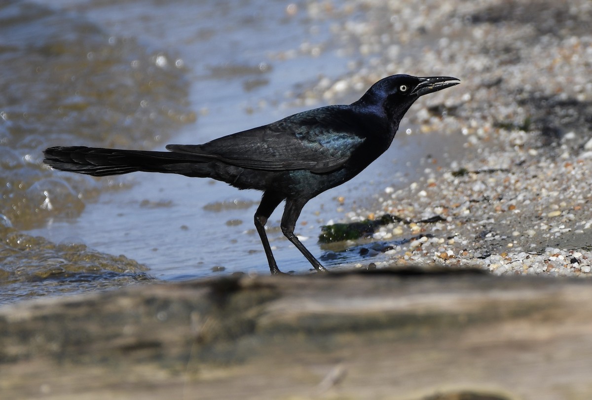 Boat-tailed Grackle - ML619869552