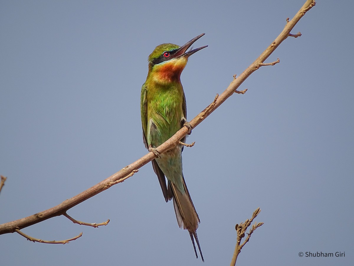 Blue-tailed Bee-eater - ML619869562