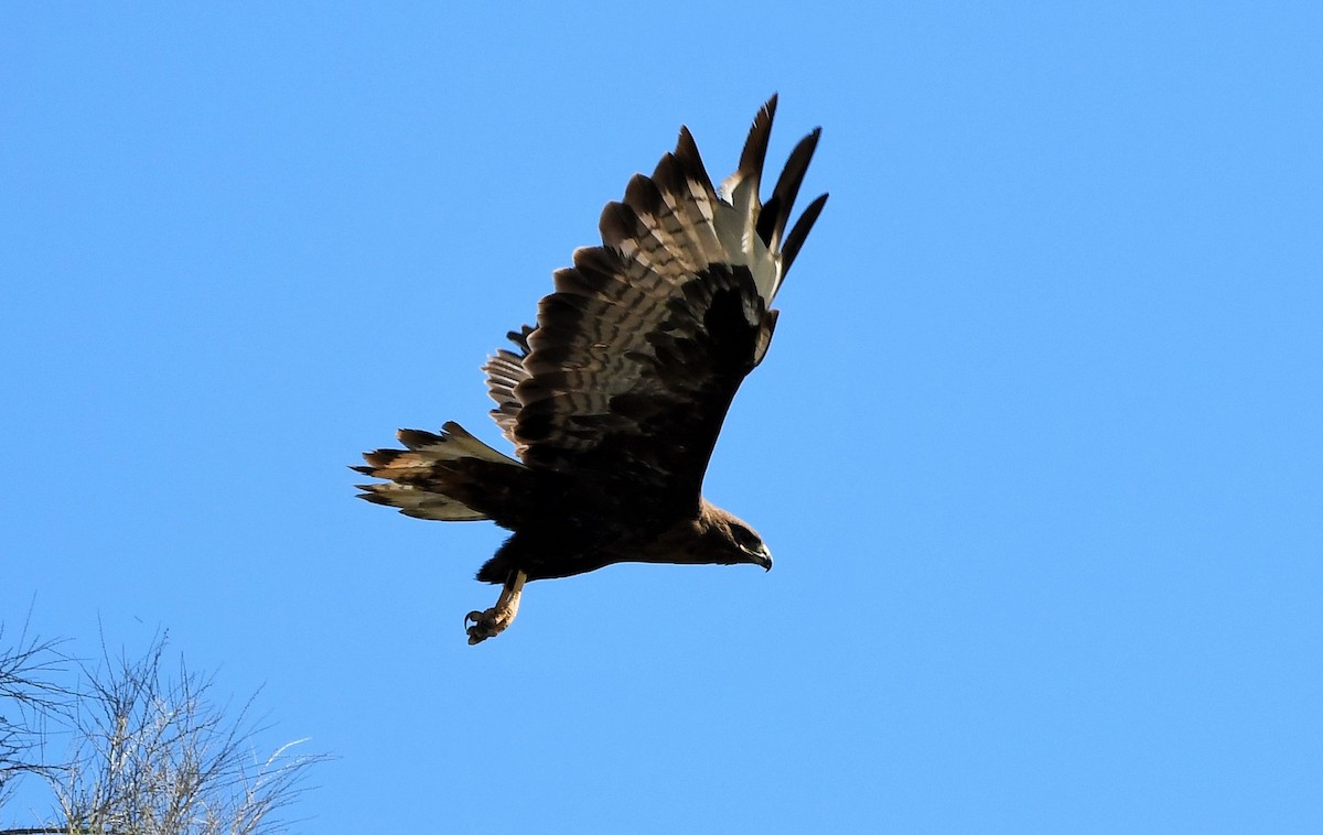 Long-legged Buzzard - ML619869563