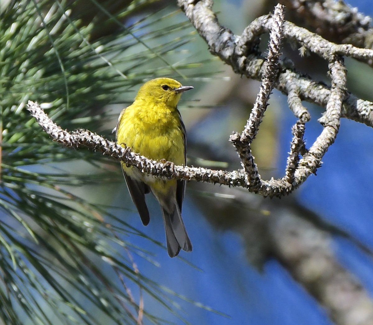 Pine Warbler - ML619869564