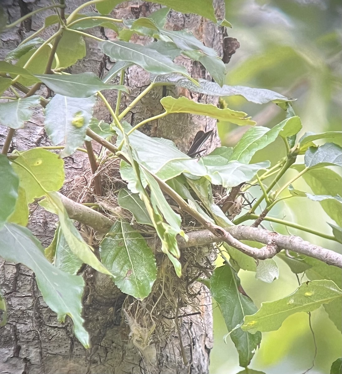 Yellow-rumped Warbler (Audubon's) - ML619869574