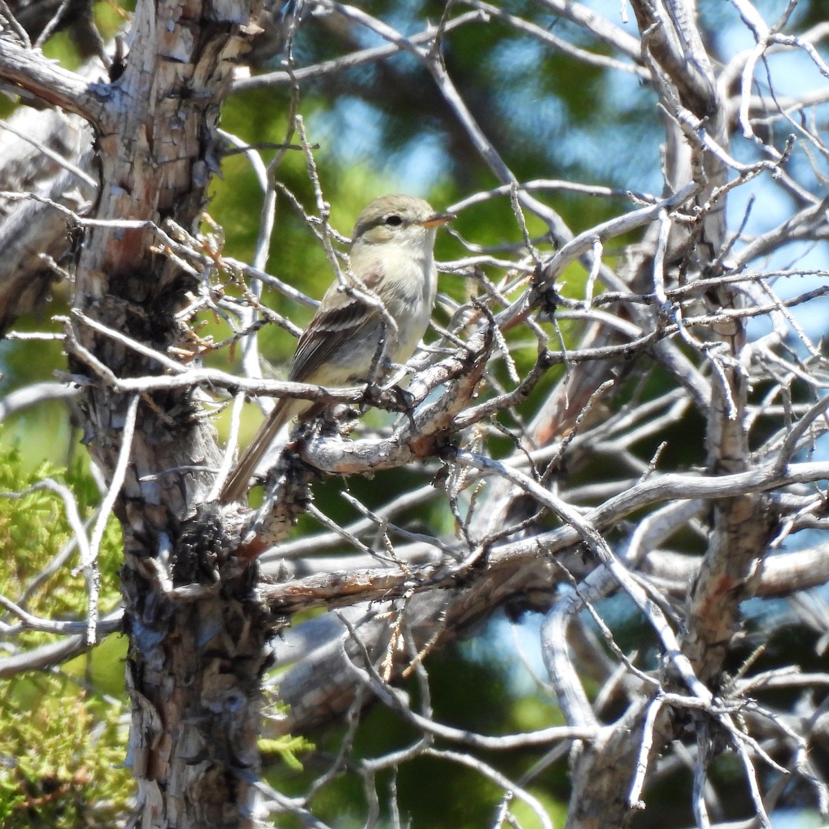 Gray Flycatcher - ML619869583