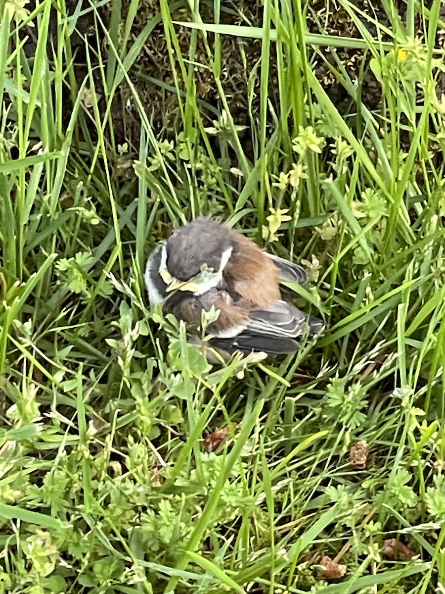 Chestnut-backed Chickadee - ML619869584