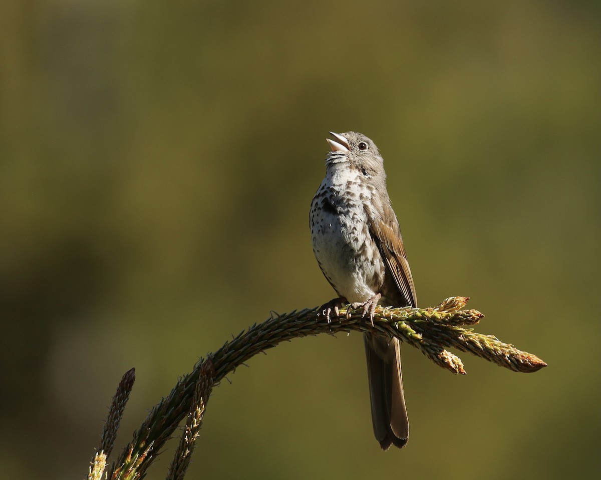 Fox Sparrow (Slate-colored) - ML619869587