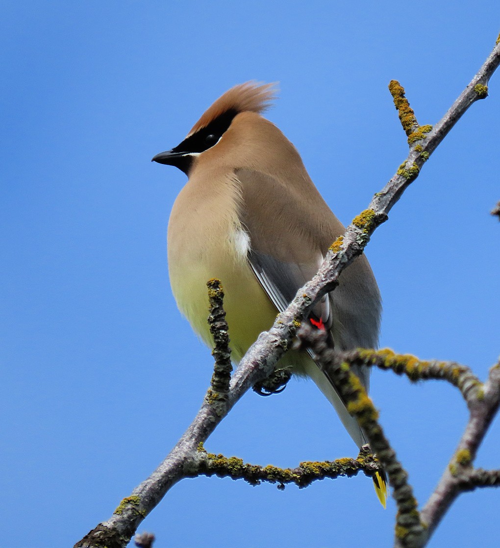 Cedar Waxwing - ML619869588